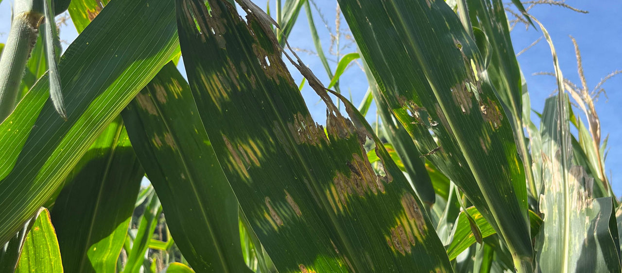 Escaldadura foliar em milho